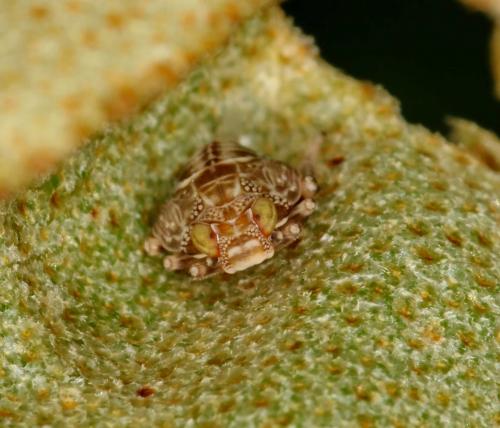 Issus coleoptratus